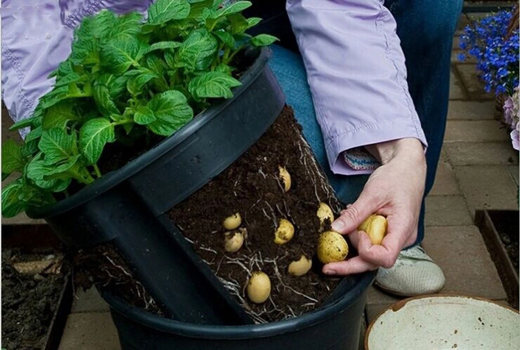 Nursery Tomato Potato Planting Bucket Felt Flower Grow Pot Non-Woven Seedling Bucket Round Plant Grow Bucket