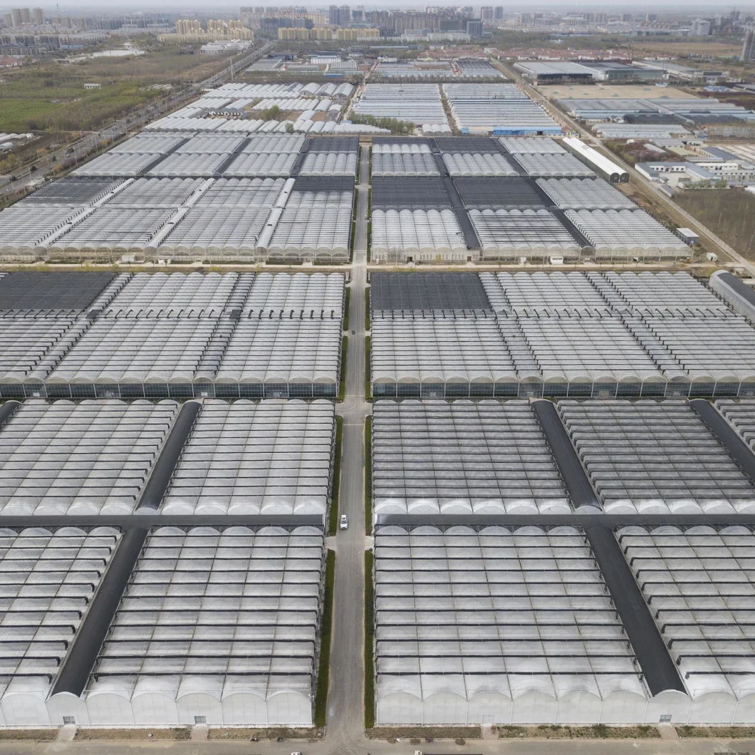 Galvanized Steel Tube Glass Greenhouse with Drip Irrigation System