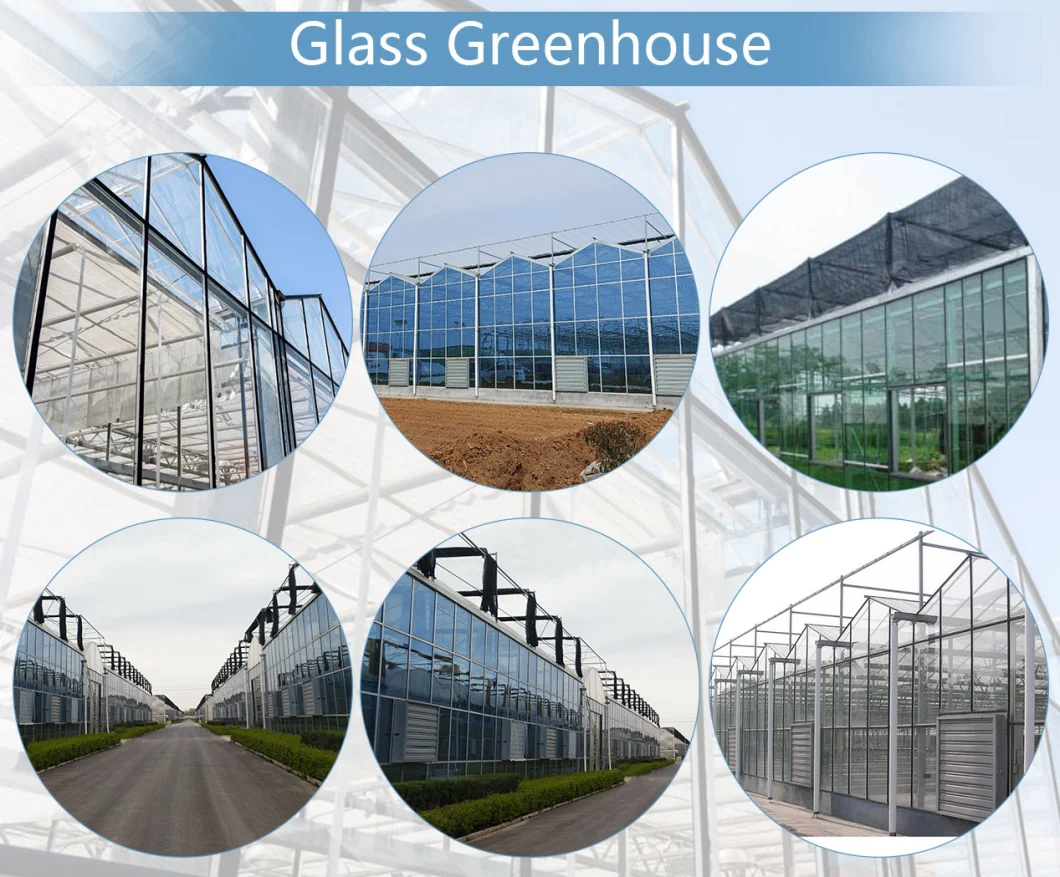 Galvanized Steel Tube Glass Greenhouse with Drip Irrigation System