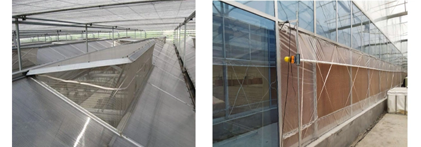 Galvanized Steel Tube Glass Greenhouse with Drip Irrigation System