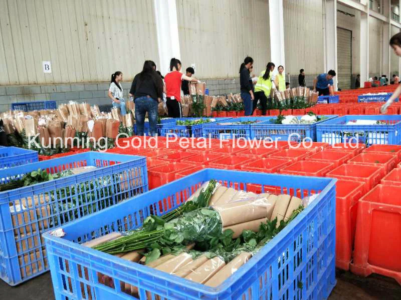 Hot Sale and High Quality Fresh Cut Flower Phalaenopsi Orchid Aranthera Golden Shower for Best Decoration
