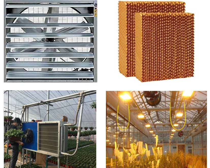 Galvanized Steel Tube Glass Greenhouse with Drip Irrigation System