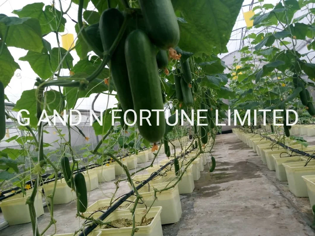 Water-Saving Fertilizer-Saving Double Dutch Bato Bucket Hydroponic Planting Pepper Cucumber System