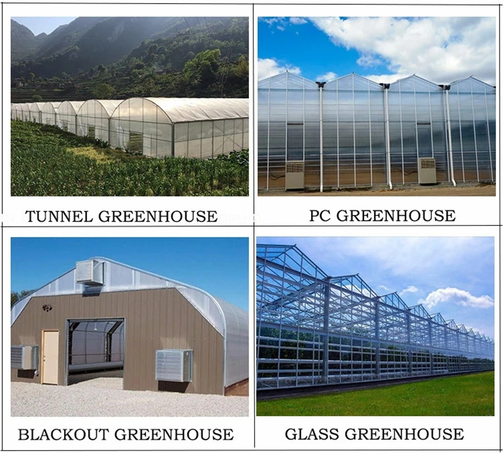 Automatic Agricultural/Industrial/Commercial Multi-Span Glass Greenhouse with Hydroponic Drip Irrigation System