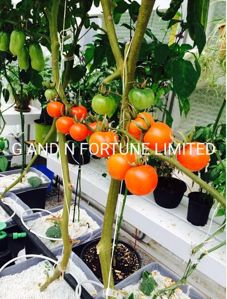 Water-Saving Fertilizer-Saving Double Dutch Bato Bucket Hydroponic Planting Pepper Cucumber System