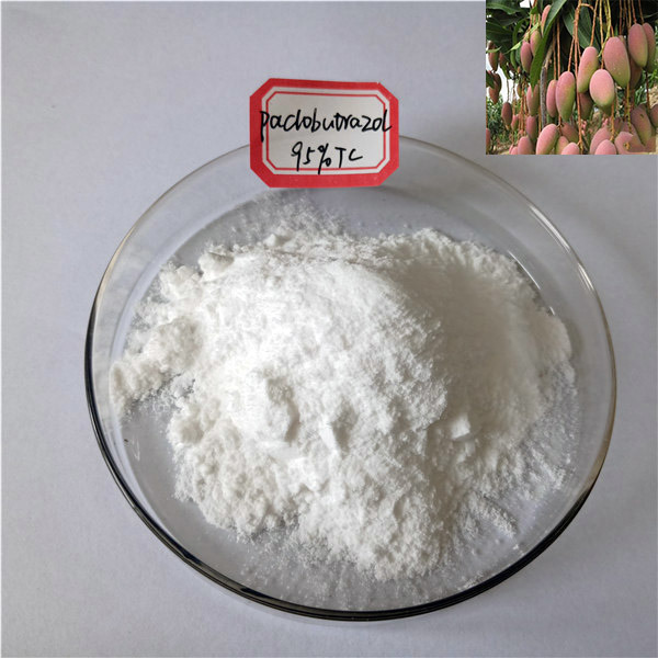 Buy Paclobutrazol Effect of Paclobutrazol on Flush on Litchi Plant Height