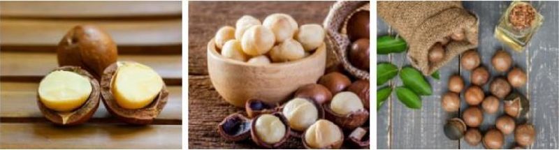 Macadamia Nuts Top Quality Healthy Dried Organic Macadamia Nuts