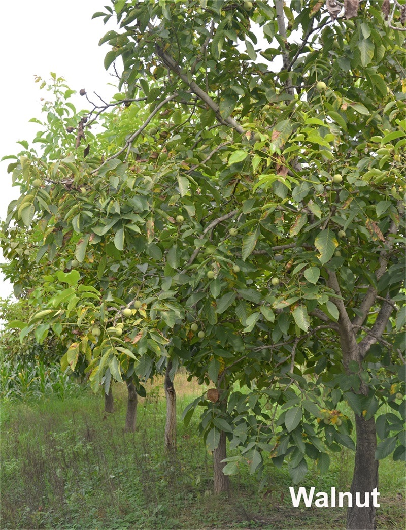 Thin Skin Walnuts Taihang Mountains Walnuts Organic Healthy Walnuts