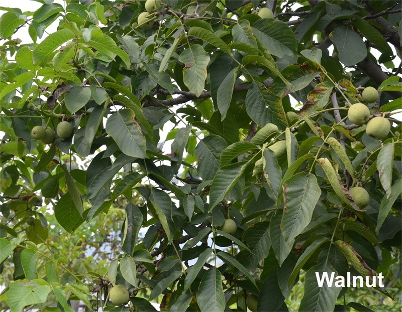 Thin Skin Walnuts Taihang Mountains Walnuts Organic Healthy Walnuts