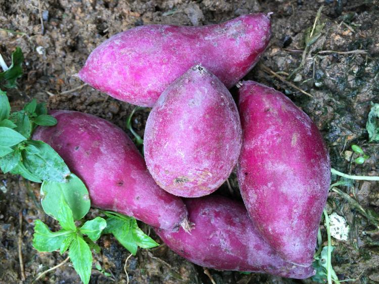 Purple Sweet Potatoes Planting Base Frozen Fresh Purple Sweet Potato