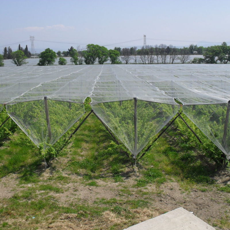 HDPE Hail Protection Net for Orchard Fruits