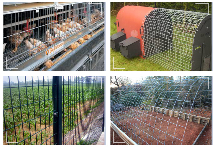 Galvanized Welded Wire Mesh with Good Quality
