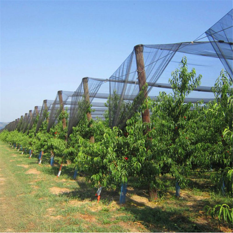 HDPE Hail Protection Net for Orchard Fruits