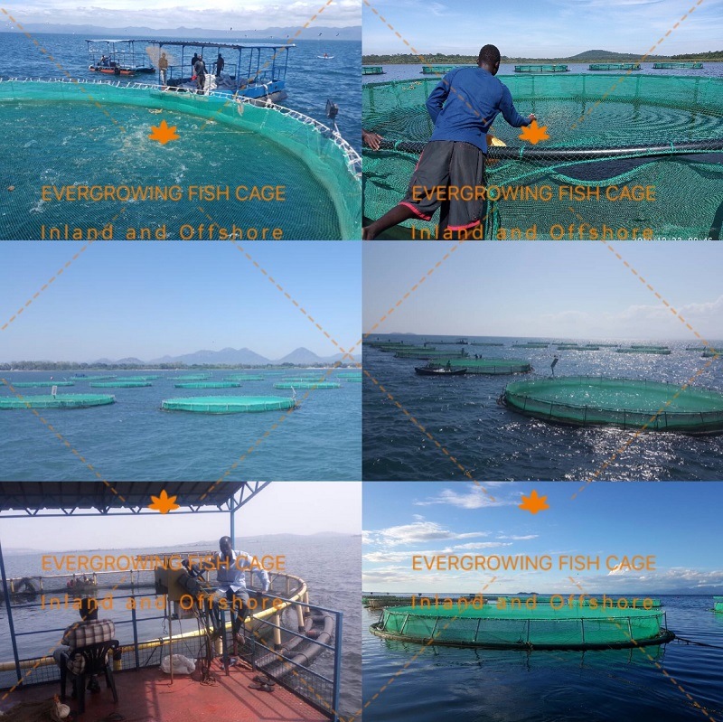 Floating Cage for Aquaculture Fish Farm Grow out PE Farming Net Cages
