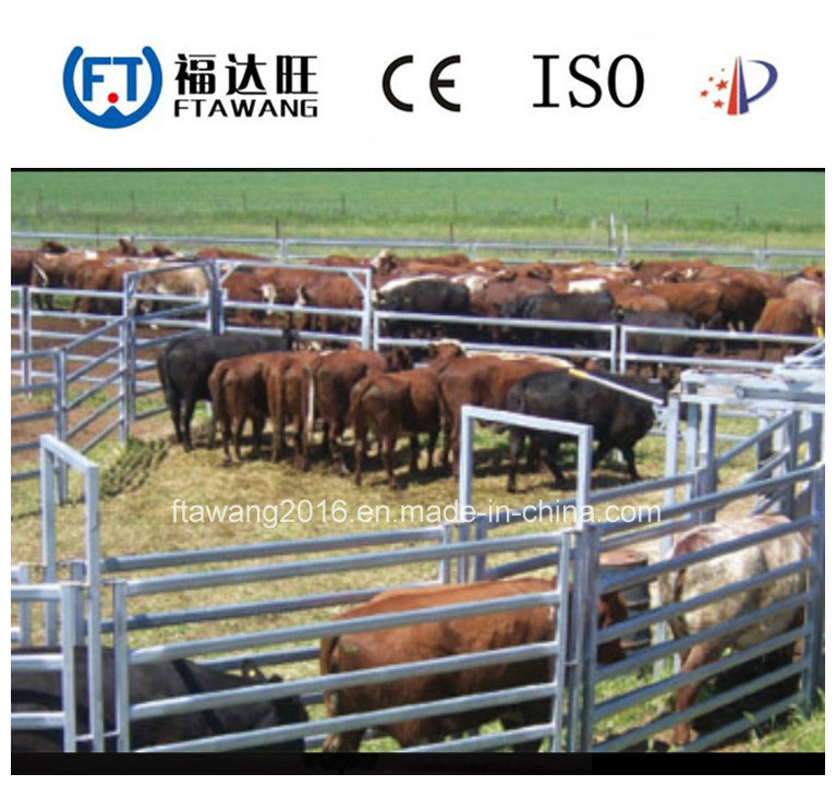 High Quality China Cattle Fence/Horse Fence/Wire Mesh Fence