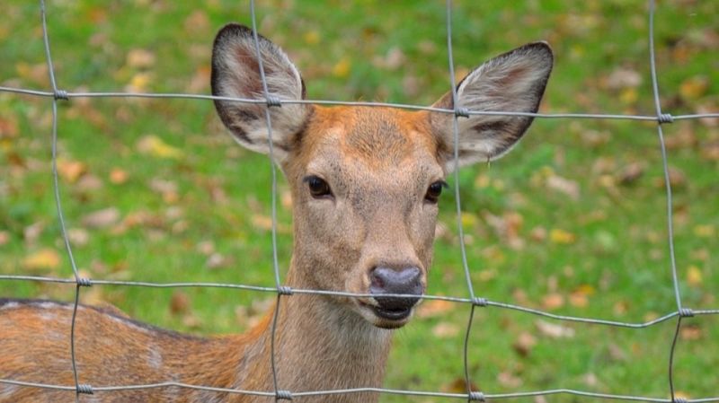 High Tensile Steel Farm Fence/Field Fence/Deer Fence/Cattle Fence