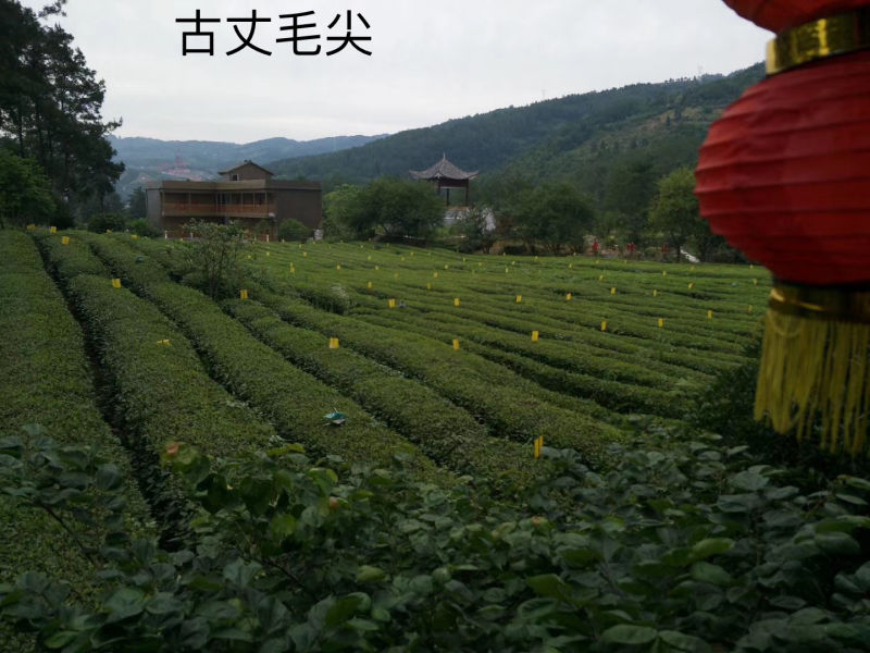 Best Chinese Green Tea Guzhang Maojian Green Tea