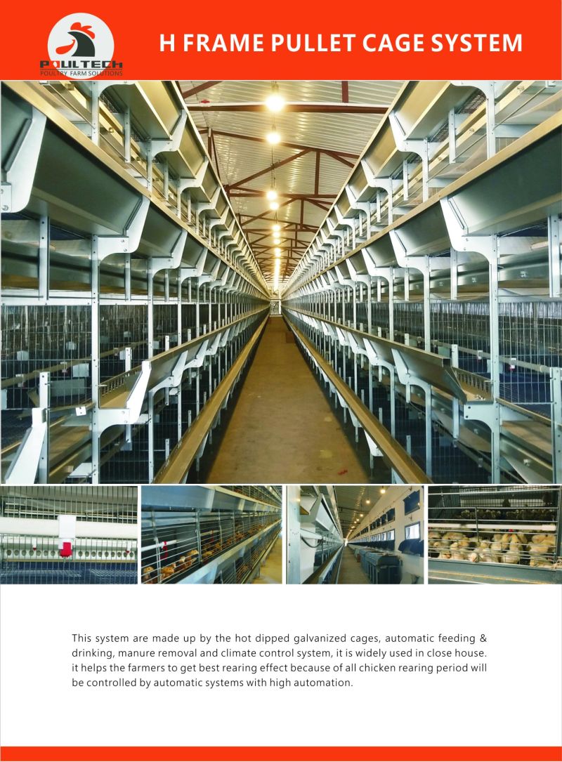 Chicken Cage Pullet Cage System for Poultry Farm