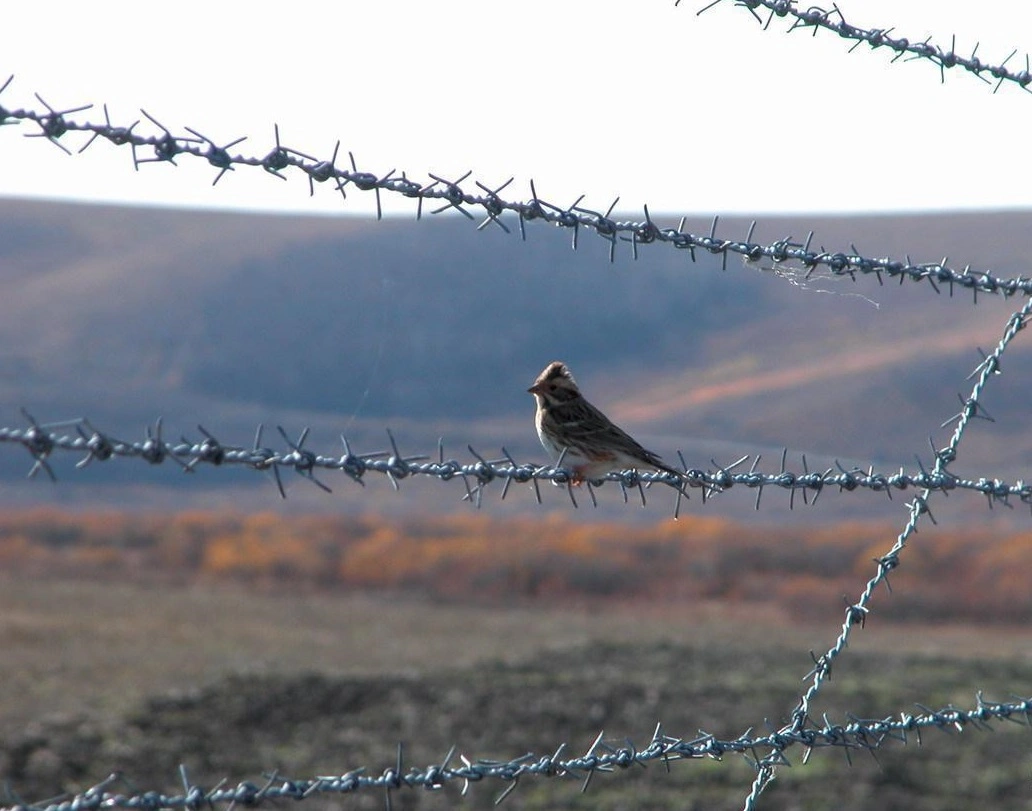 Nato Barbed Wire Razor/Barbed Wire Brackets/Barbed Wire