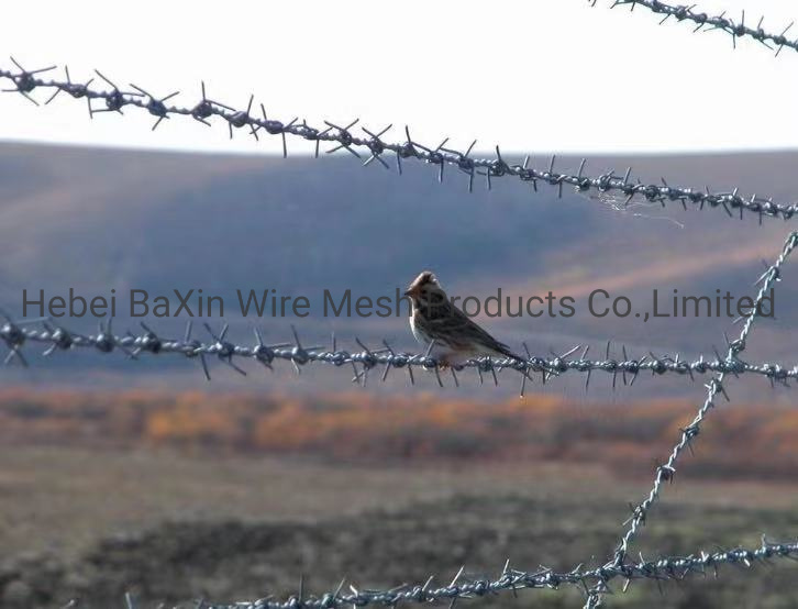 Long Galvanized Barbed Security Fence Wire Barbed Wire