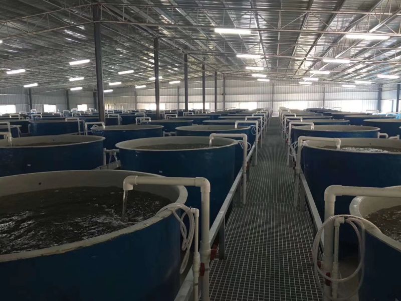 Ras Crab Ras Relay Ras Pump Ras Aquaculture Shrimp Ras Indoor Farming System.
