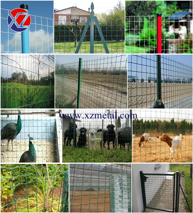 50*100mm Green PVC Coated Dutch Wire Mesh Fence