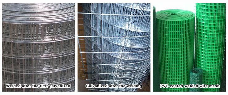 Galvanized and PVC Welded Wire Mesh From Factory