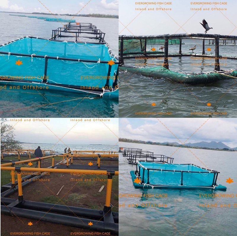 HDPE Floating Square Fishing Net Cage for Aquaculture Fish Farming Fingerling to Harvest