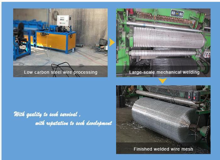 PVC Coated or Galvanized 5X5 Welded Wire Mesh Roll