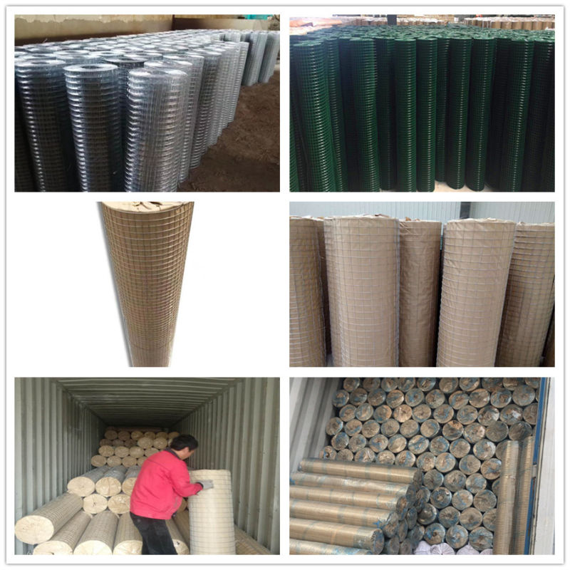 Welded Rabbot Cage Wire Mesh Roll PVC Welded Wire Mesh