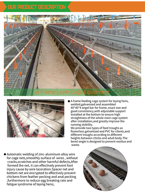 Galvanized Net Automatic Egg Collection System Laying Cage