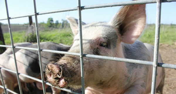 16' Livestock Panels Heavy Galvanized Hog Wire Mesh Fencing