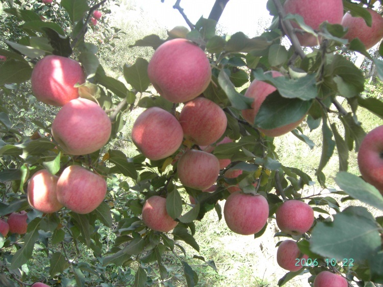 Good Quality Fresh Red Delicious Apple, Huaniu Apple