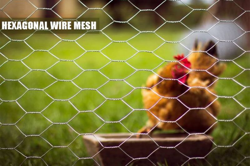 2inch PVC Coated/Galvanized Hexagonal Wire Netting Chicken Wire Mesh