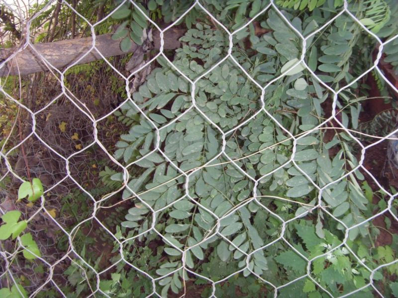 Durable Galvanized Metal Mesh Chain Link Fence