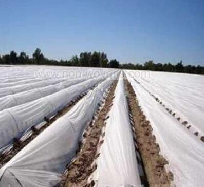 Made in China 1-5% UV 100% PP Spunbond Nonwoven Fabric for Agriculture Green House
