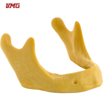 Drilling Practice Model-Jaw Allow Drilling Practice Study Model