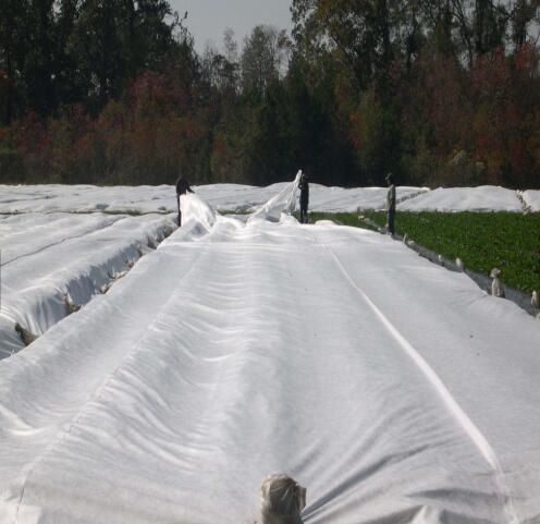 Made in China 1-5% UV 100% PP Spunbond Nonwoven Fabric for Agriculture Green House