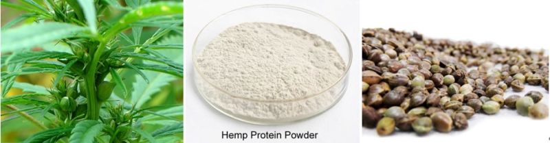 Hemp/ Hemp Seed Oil Edible Hemp Protein Powder Hemp Leaf Extract