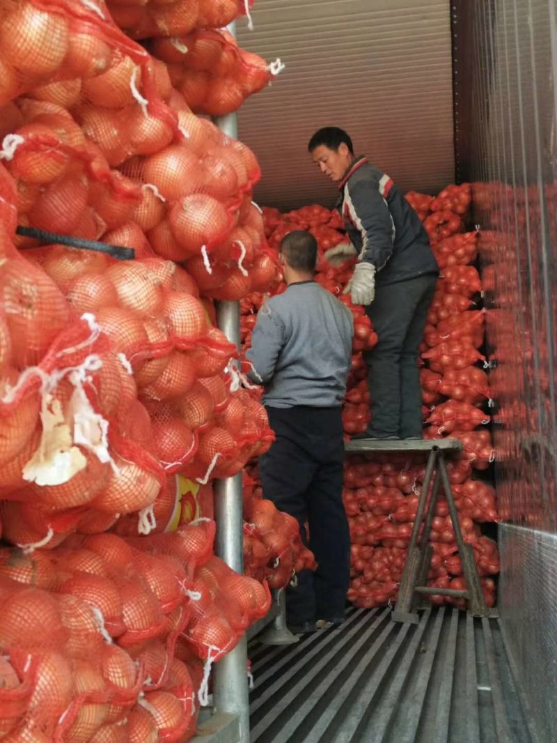 Red Onion,Yellow Onion,Fresh Read Onion,Fresh Yellow Onion,China Fresh Onion,Red Onion,Yellow Onion,Top Quality,Cheap Price,2021 New Crop,10kg,20kg/Carton & Bag