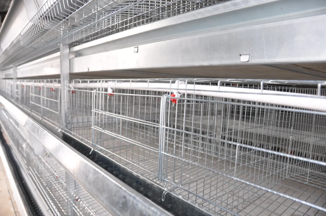 Automatic Egg Collection System Poultry Farm Equipment Layer Chicken Cage