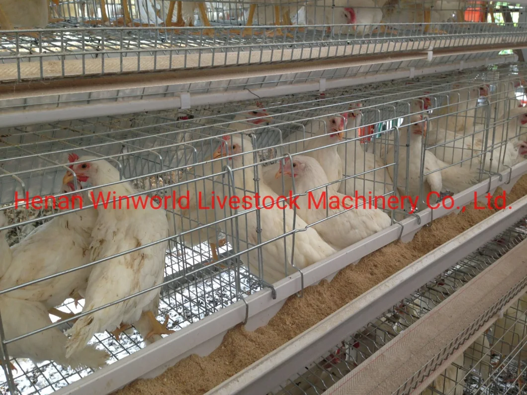 Farm a Frame Chicken Cage for Layer with PVC Feed Trough Good Sale