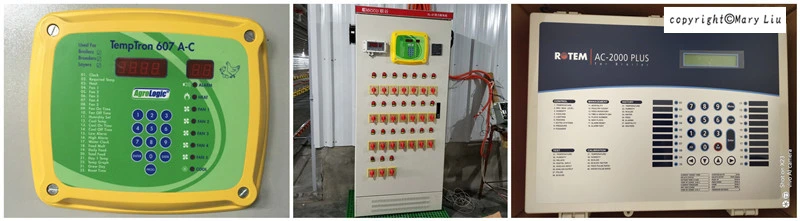 Tunnel Ventilation Broiler House Poultry Automatic Feeding System