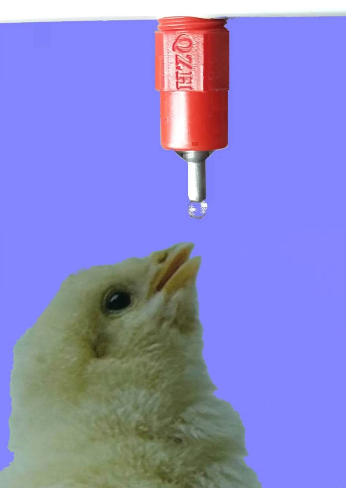 Specialized Production Factory Poultry Drinking System for Chicken