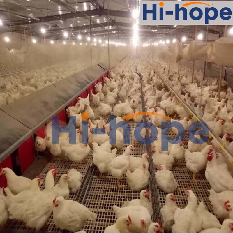 Chicken Farm Automatic Chain Feeding Line for Chicken Breeding System