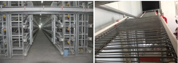 Automatic Egg Collection System Poultry Farm Equipment Layer Chicken Cage