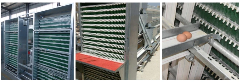 Poultry Farm Layer Chicken Cage with Automatic Egg Collection System