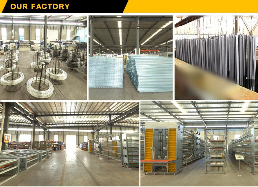 Poultry Farming Equipment a Type Battery Layer Cages with Automatic Feeder System
