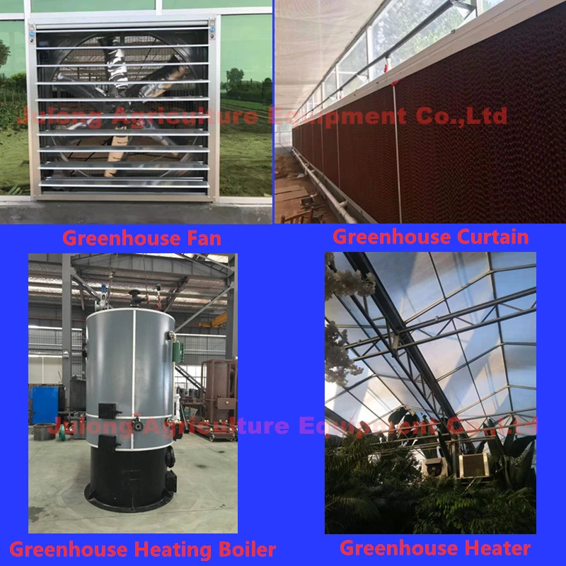 Modern Multi-Span Commercial Greenhouse with Cooling System Cooling Pad/Fans