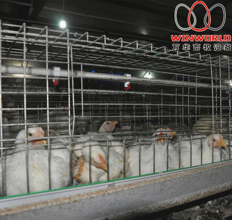 Rwanda Brooding Room 3 Tiers A Type Battery Small Chicks Cage & Poultry Cages with Automatic Feeding Machine